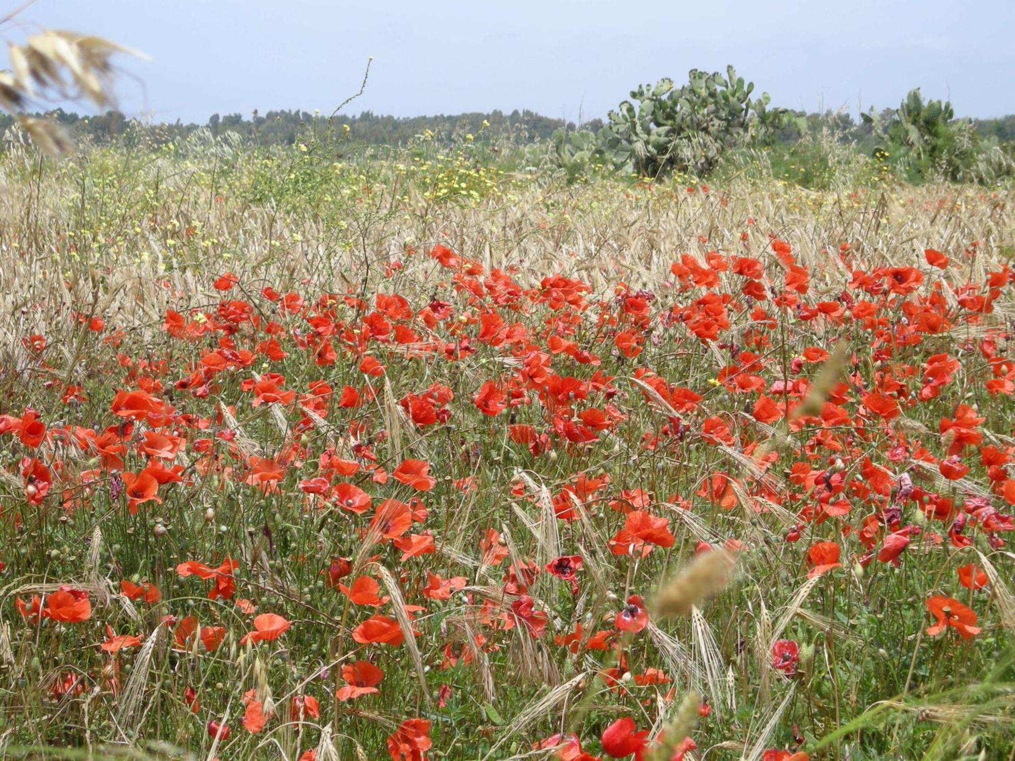 ריולה סארדו Agriturismo Il Melograno מראה חיצוני תמונה