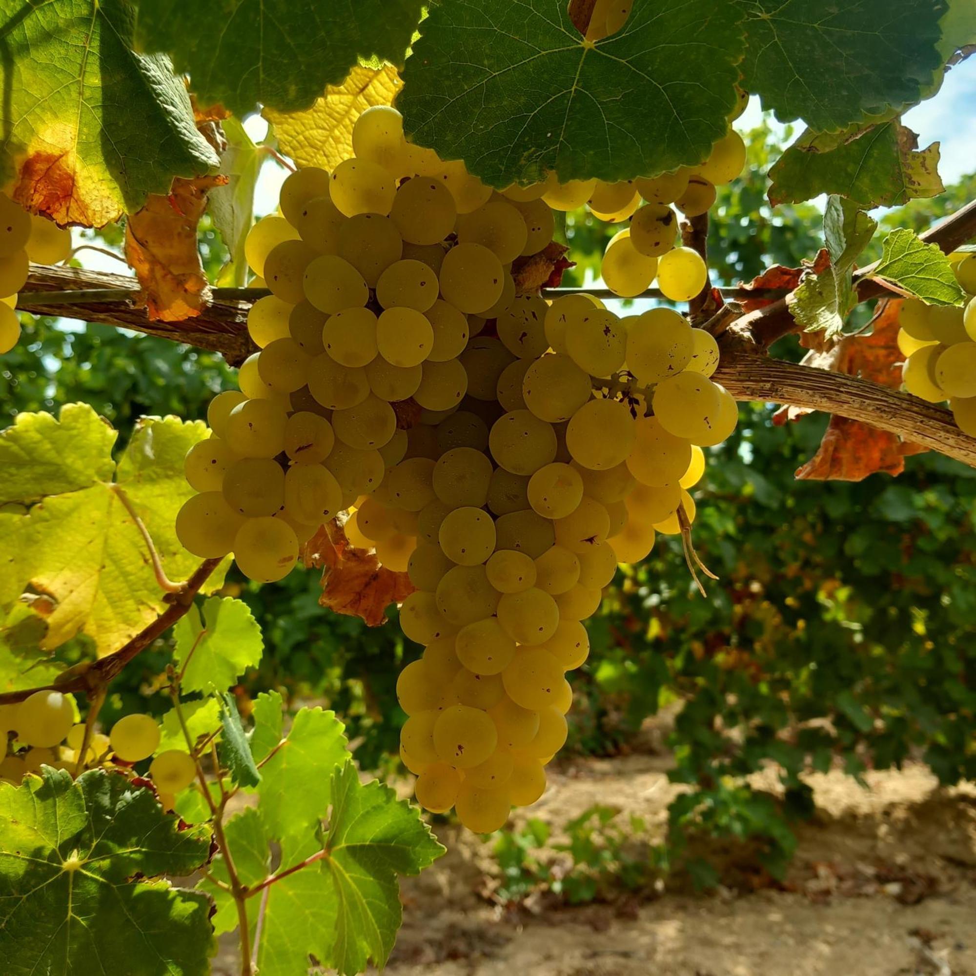 ריולה סארדו Agriturismo Il Melograno מראה חיצוני תמונה