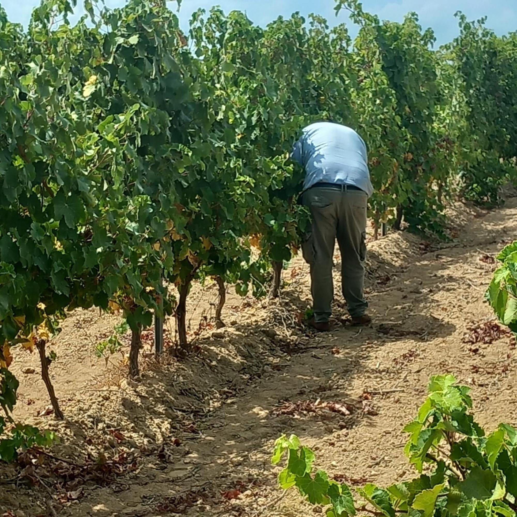 ריולה סארדו Agriturismo Il Melograno מראה חיצוני תמונה