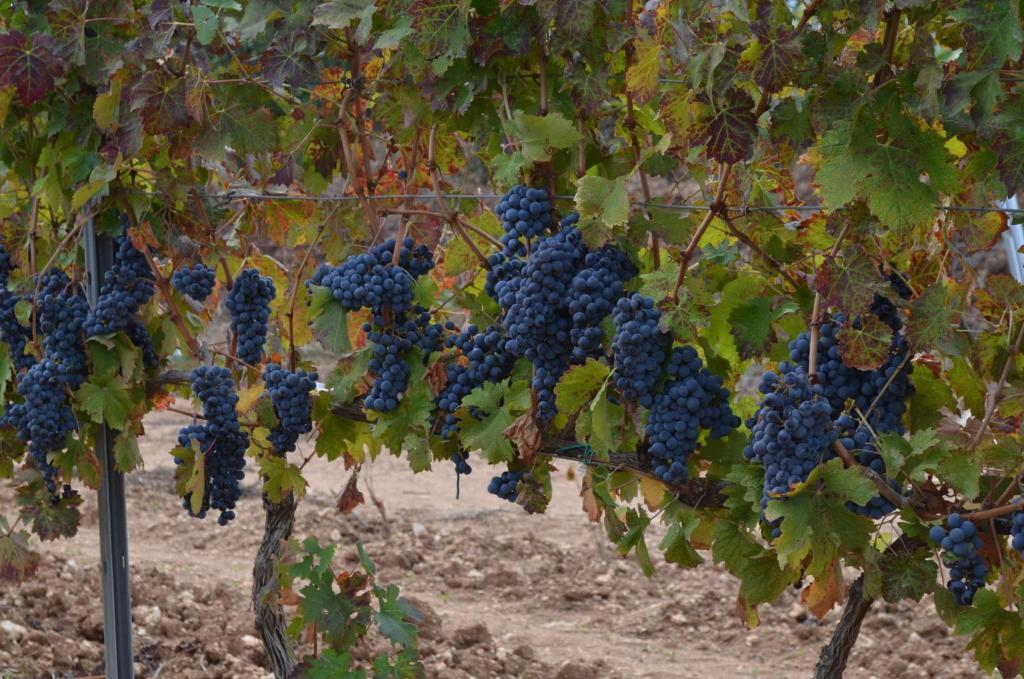 ריולה סארדו Agriturismo Il Melograno מראה חיצוני תמונה